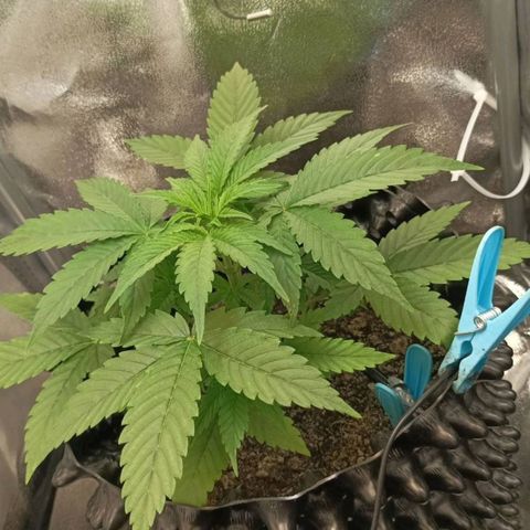 Green Gelato Automatic growlog timeline photo