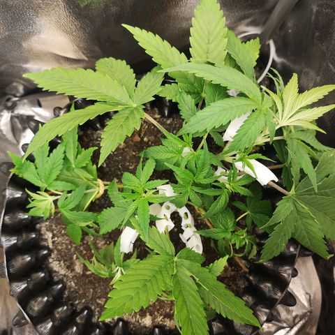 Green Gelato Automatic growlog photo: Po treningu