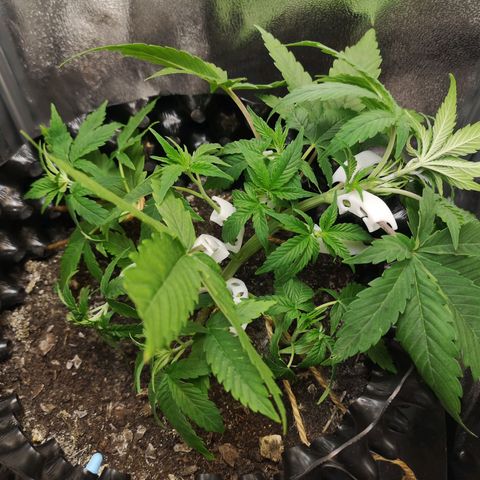 Green Gelato Automatic growlog photo: Po treningu