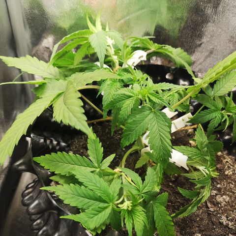 Green Gelato Automatic growlog photo: Po treningu