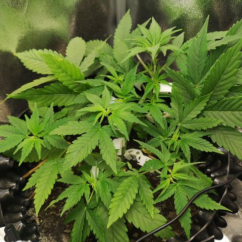 Green Gelato Automatic growlog timeline photo
