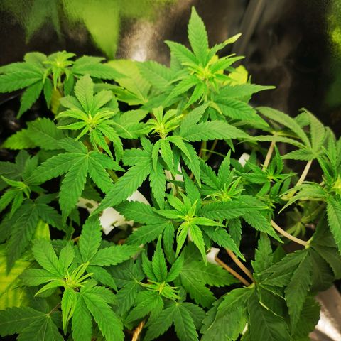 Green Gelato Automatic growlog timeline photo