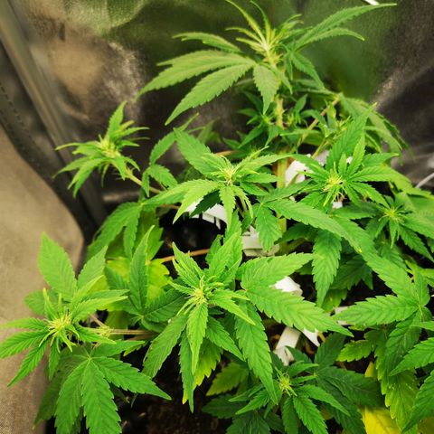 Green Gelato Automatic growlog timeline photo