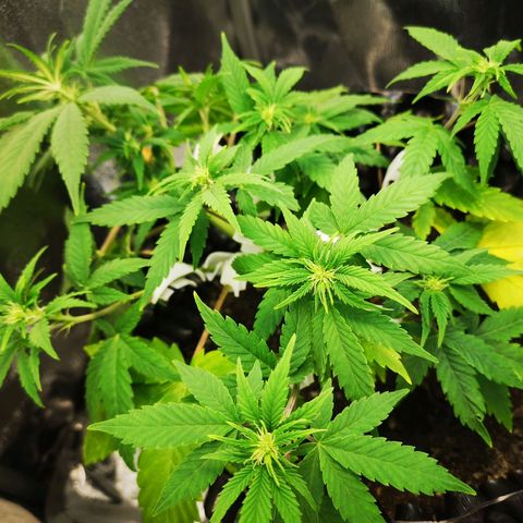Green Gelato Automatic growlog timeline photo