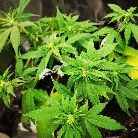 Green Gelato Automatic growlog timeline photo