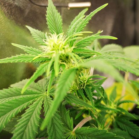 Green Gelato Automatic growlog timeline photo