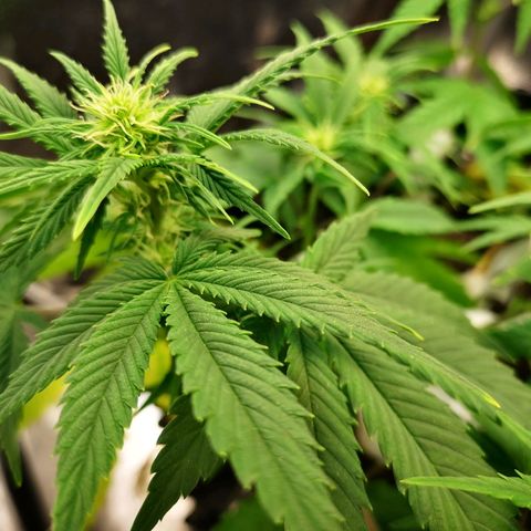 Green Gelato Automatic growlog timeline photo