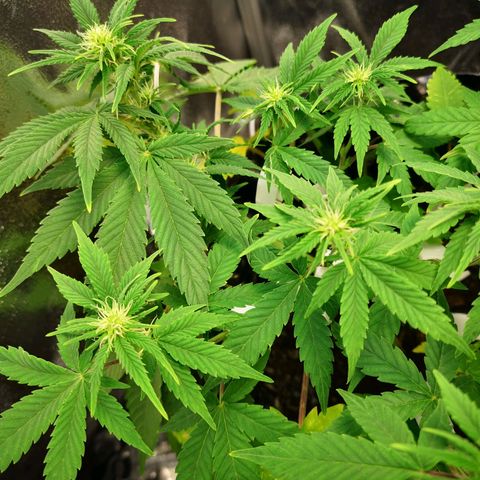 Green Gelato Automatic growlog timeline photo