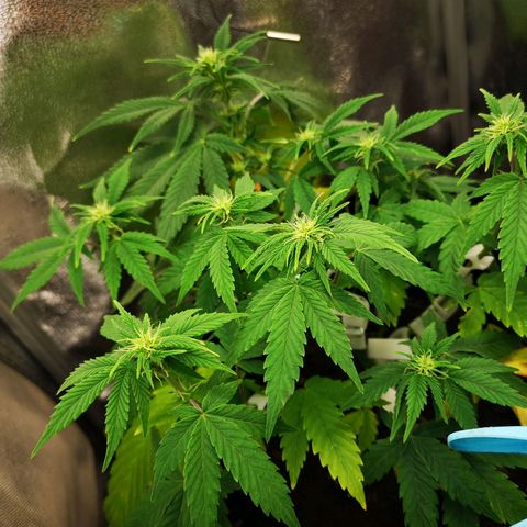 Green Gelato Automatic growlog timeline photo