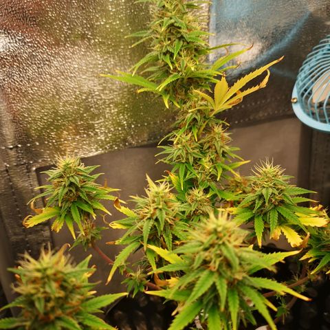 Green Gelato Automatic growlog timeline photo