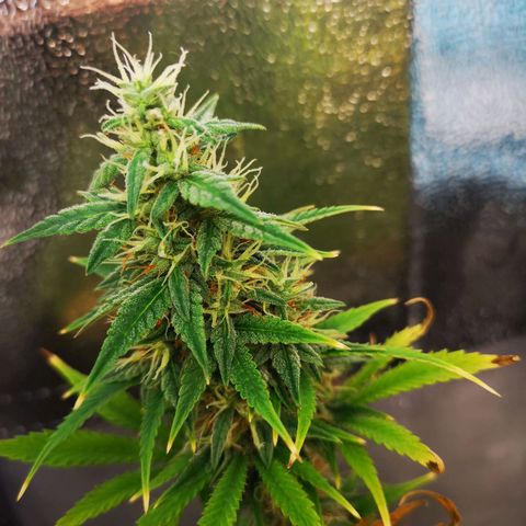 Green Gelato Automatic growlog timeline photo