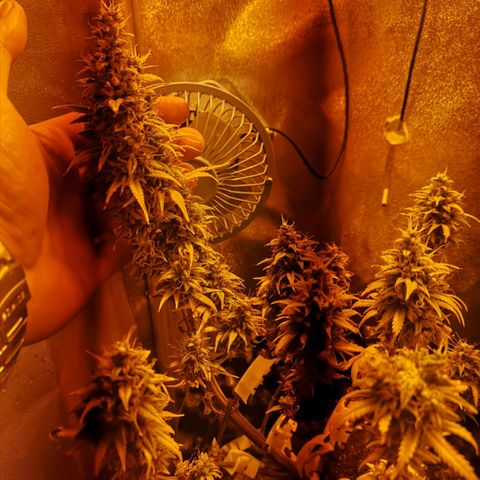 Green Gelato Automatic growlog timeline photo