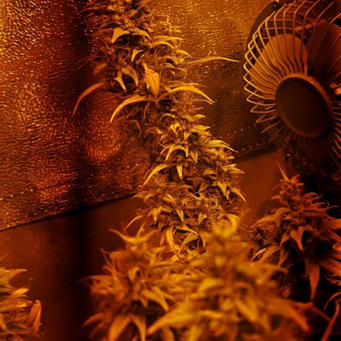 Green Gelato Automatic growlog timeline photo