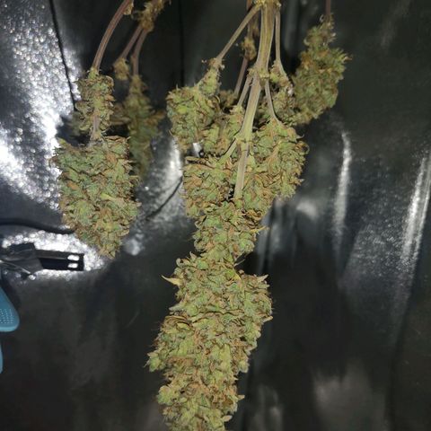 Green Gelato Automatic growlog timeline photo