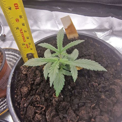 Green Gelato Automatic growlog timeline photo