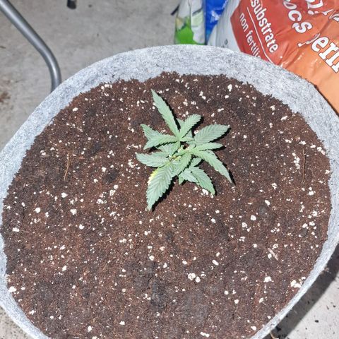 Green Gelato Automatic growlog photo: Transplant 12l pot
