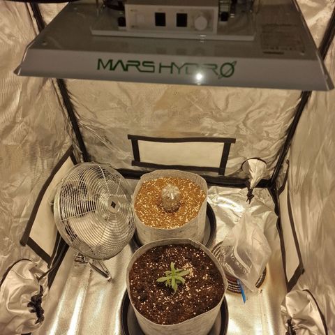 Green Gelato Automatic growlog timeline photo