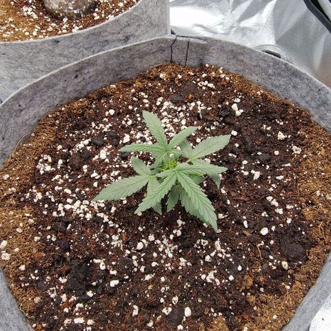 Green Gelato Automatic growlog timeline photo