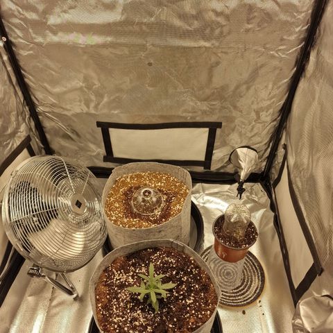 Green Gelato Automatic growlog timeline photo