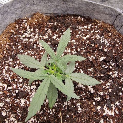 Green Gelato Automatic growlog timeline photo