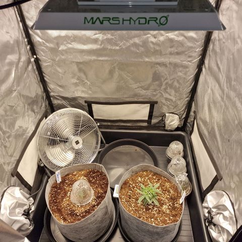 Green Gelato Automatic growlog timeline photo