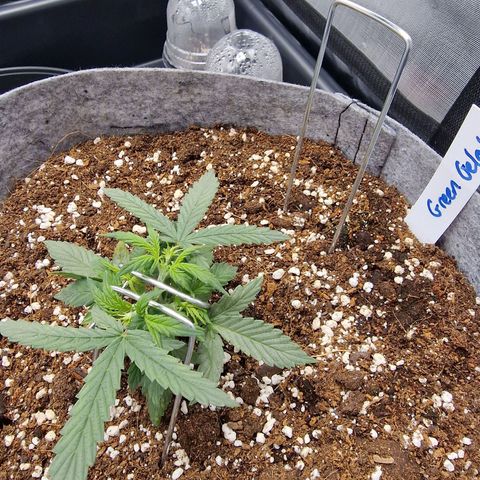 Green Gelato Automatic growlog photo: Training 