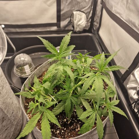 Green Gelato Automatic growlog photo: Back from Holiday, gave feed and LST/defol