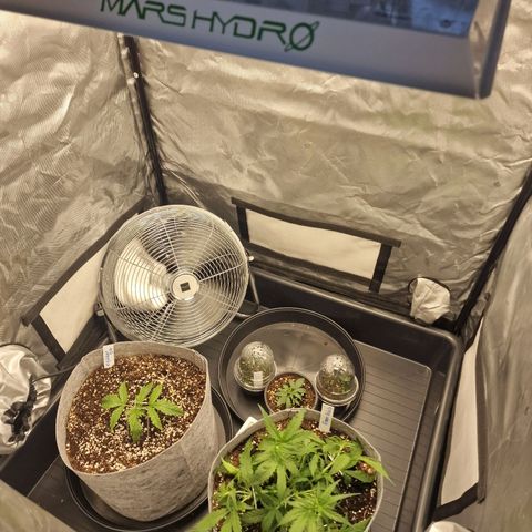Green Gelato Automatic growlog timeline photo