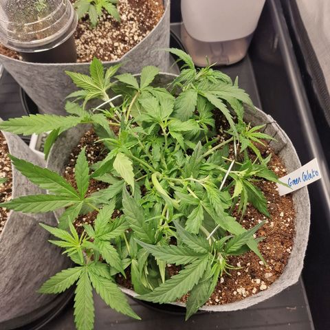 Green Gelato Automatic growlog timeline photo