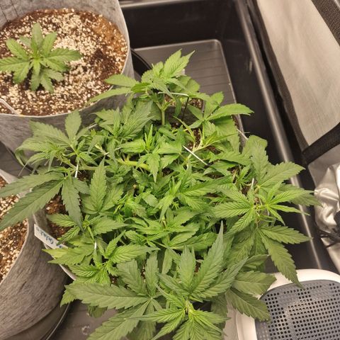 Green Gelato Automatic growlog timeline photo
