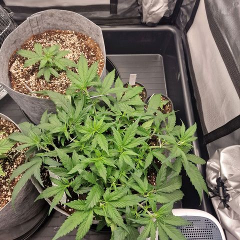 Green Gelato Automatic growlog timeline photo