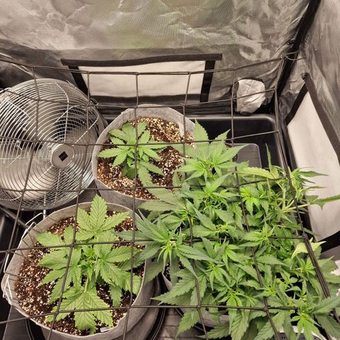 Green Gelato Automatic growlog timeline photo