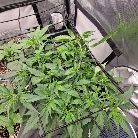 Green Gelato Automatic growlog timeline photo