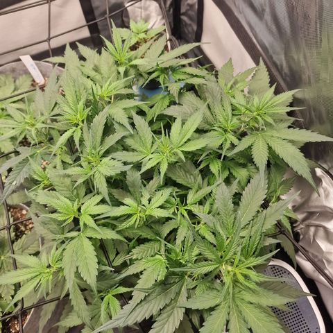 Green Gelato Automatic growlog timeline photo