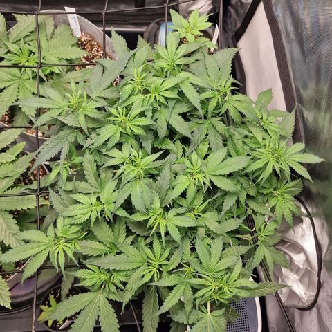 Green Gelato Automatic growlog timeline photo