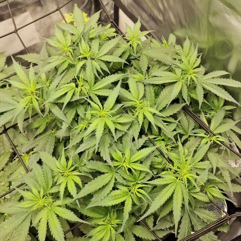 Green Gelato Automatic growlog timeline photo