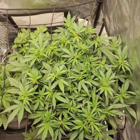 Green Gelato Automatic growlog timeline photo