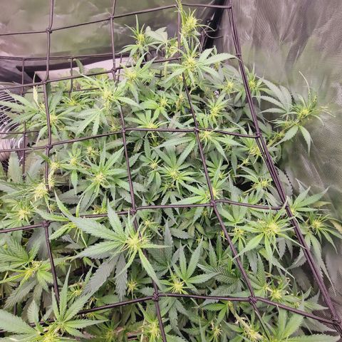 Green Gelato Automatic growlog photo: Defoll and some lower trim