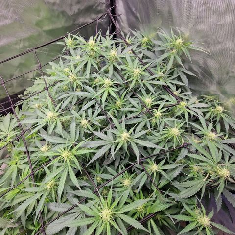 Green Gelato Automatic growlog timeline photo