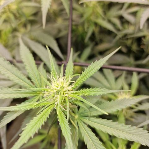 Green Gelato Automatic growlog timeline photo