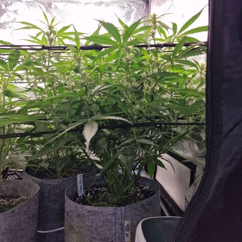 Green Gelato Automatic growlog timeline photo