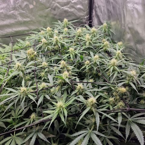 Green Gelato Automatic growlog timeline photo