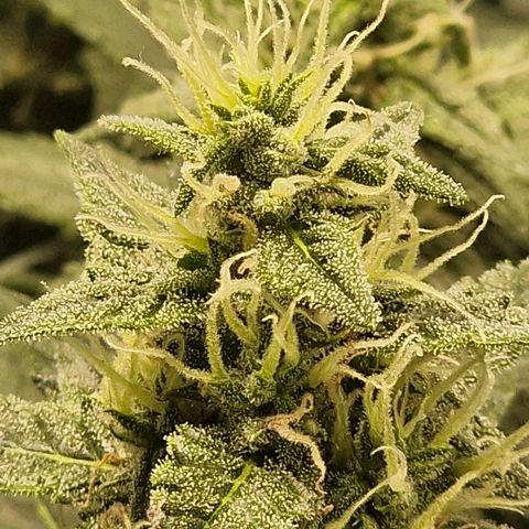 Green Gelato Automatic growlog timeline photo