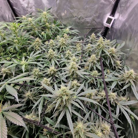 Green Gelato Automatic growlog timeline photo