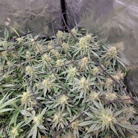 Green Gelato Automatic growlog timeline photo