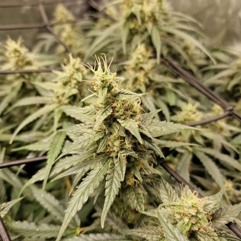Green Gelato Automatic growlog timeline photo