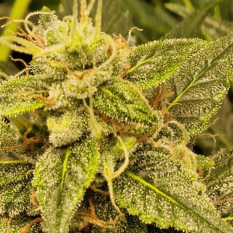 Green Gelato Automatic growlog timeline photo