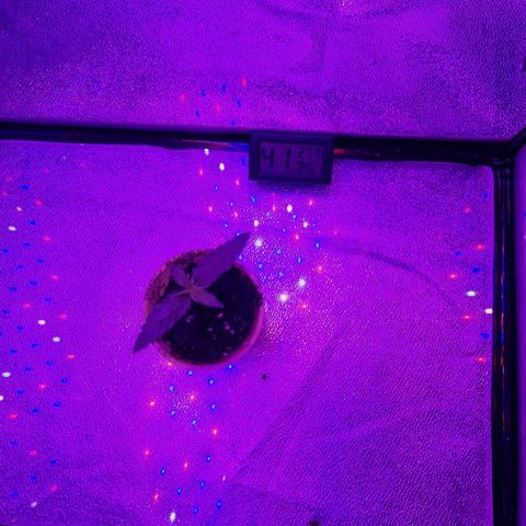 Ak 420 growlog timeline photo