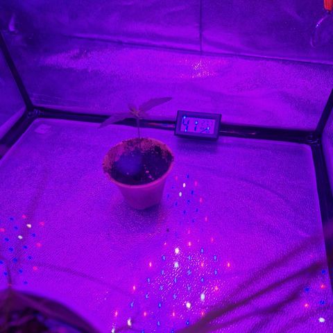Ak 420 growlog timeline photo