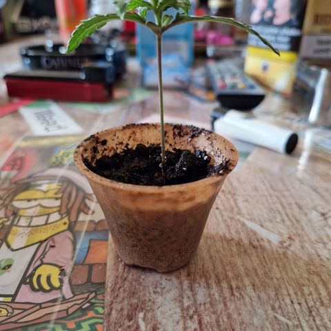 Ak 420 growlog timeline photo